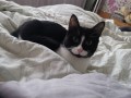 Loulou_Hobbit (2)